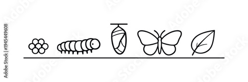 Insect life cycle and natural biological transformation representing growth stages in nature and educational understanding of how small organisms develop through structured phases over time