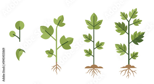 Seedling Growth Stages with Green Leaves.