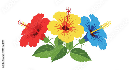 Tropical vector illustration showcasing three vibrant hibiscus flowers with rich red, yellow, and blue petals.