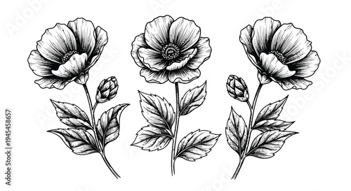 Three beautifully detailed black and white antique style floral illustrations depicting elegant blooming poppies complete with leaves and small buds ready for use in vintage designs.