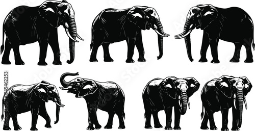 Elephant silhouettes collection, African wildlife vector artwork, black and white animal illustration, majestic elephant design, safari posture study, detailed elephant anatomy comparison artwork