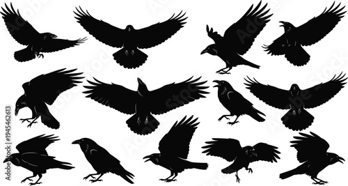 Raven silhouettes collection, flying bird poses, crow vector artwork, black bird anatomy illustration, avian posture study, symbolic raven design, animal flight comparison