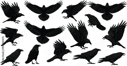 Raven silhouettes collection, flying crow poses, black bird vector artwork, avian anatomy illustration, symbolic raven design, animal flight posture study, gothic bird artwork