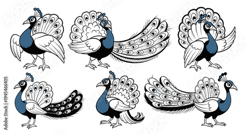 Collection of Stylized Peacock Illustrations in Various Poses.