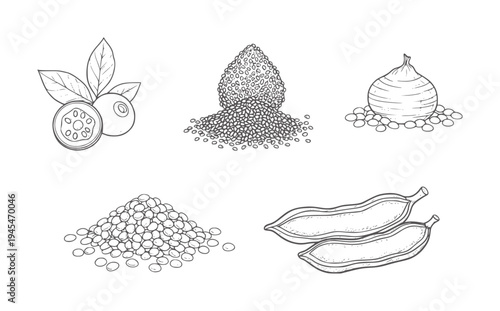 Hand drawn collection of blueberries lentils seeds and beans blueberry