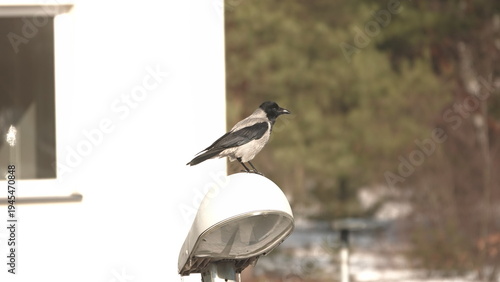 Kawka stojąca na lampie ulicznej w słoneczny zimowy dzień.