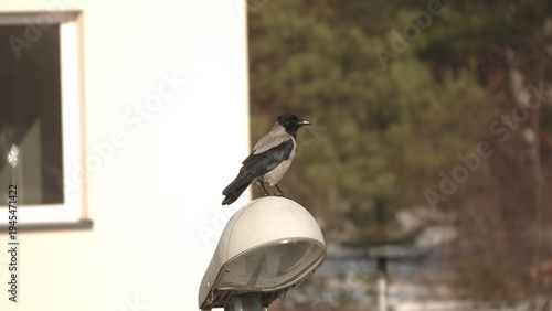 Kawka stojąca na lampie ulicznej w słoneczny zimowy dzień.