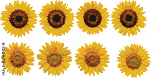Sunflower flower vector set illustration, bright yellow sunflower collection isolated botanical floral design element for summer nature decoration