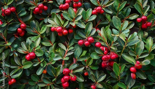 Cotoneaster Horizontal Planta Natural Hojas Verdes Frutos Rojos Muchas Ramas