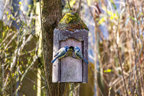Ein Paar Blaumeisen baut sich ein Nest im Vogelhäuschen