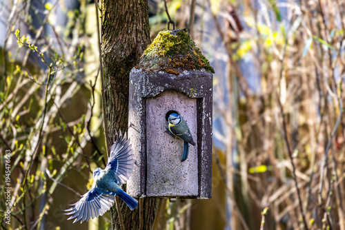 Ein Paar Blaumeisen baut sich ein Nest im Vogelhäuschen