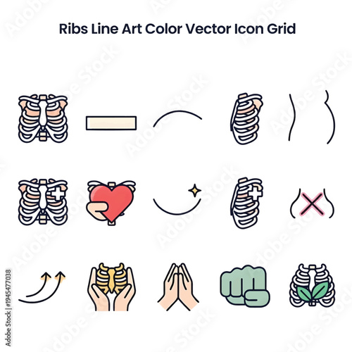 Human Rib Cage Anatomy Medical Illustration of Ribs and Thoracic Skeleton