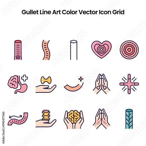 Human Gullet Anatomy, Esophagus Illustration, Digestive System Medical Concept