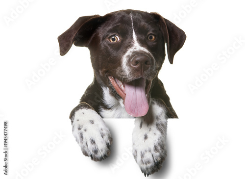 Konstfotografi great dane puppy isolated png