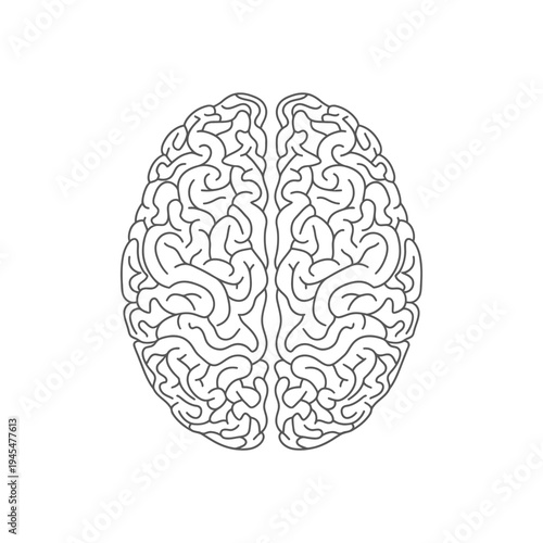 Top view illustration of a human brain with detailed convolutions and sulci on a white background.