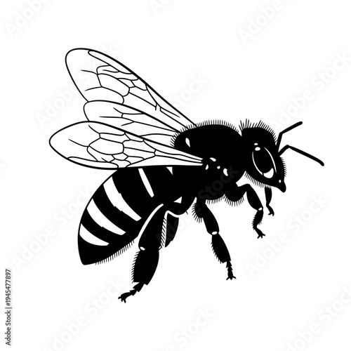 Detailed illustration of a honey bee in flight, isolated on a white background, showcasing its segmented body and wings.
