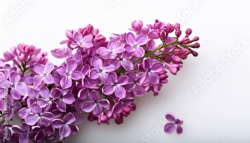 Kwiat Bzu Na Bia Ym Tle