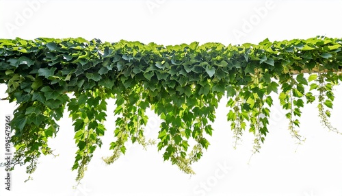 A Long Garland Of Lush Green Ivy Vines With Pointed Leaves Cascading Downwards Isolated On A Transparent Background