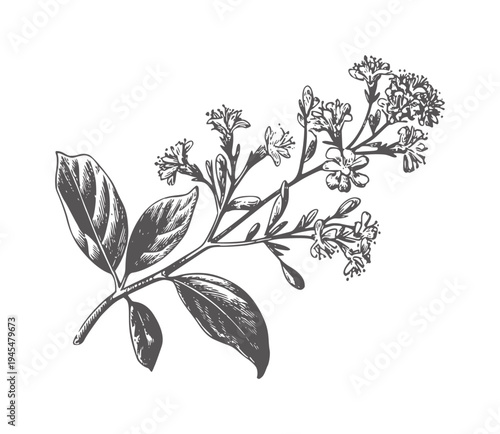 Принти на полотні Black and white vintage botanical with flowering herbaceous stem flowers
