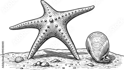 Starfish and seashell on sandy beach hand drawn marine sea life with shell collection natural ocean elements