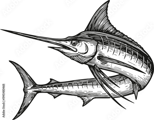 Detailed black and white illustration of a swordfish with prominent dorsal fin and elongated bill