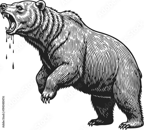 Roaring bear with dripping saliva, detailed black and white animal illustration
