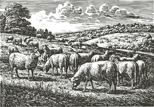 Flock of sheep grazing on a rural countryside pasture under cloudy skies in vintage engraved