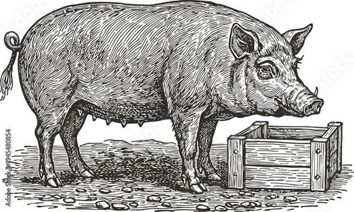 Engraved illustration of a standing sow pig near wooden trough on dirt ground