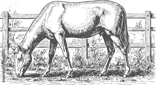 Engraved drawing of a grazing cow by a wooden fence in a rustic pasture setting