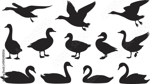 Collection of Black Silhouettes of Various Waterfowl Including Ducks Geese and Swans in Different Poses