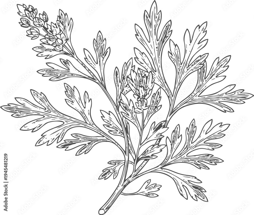 Obraz premium Artemisia plant branch with detailed leaves and flowers botanical illustration line art