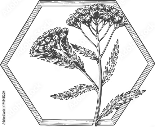 Detailed hand drawn achillea millefolium flower illustration in hexagonal frame, botanical sketch art