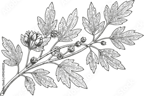 Detailed botanical illustration of flowering herb branch with leaves and buds in vintage