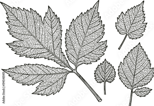Detailed hand drawn illustration of raspberry leaves with veins and serrated edges