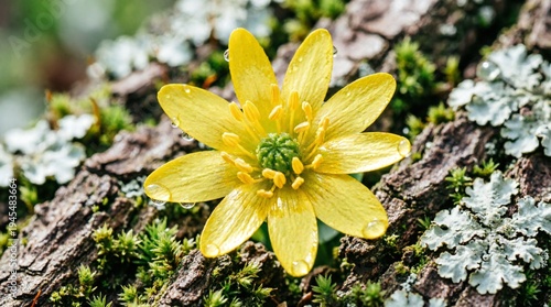 Vibrant yellow lesser celandine flower blooming on weathered tree bark with moss and lichen. Professional macro photography showcasing glossy petals, green center, natural spring woodland scene with s