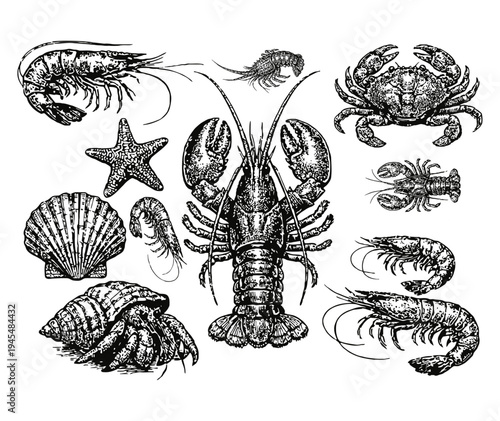 Vector illustration set of sea animals and sea shells with vintage sketch style fish shells leaves and tribal symbols seamless decorative design