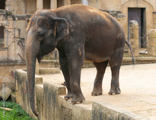 Young Asian Elephant walking around  and standing by the  edge  of show area at Zoo in Hanover, Germany
