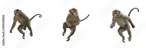Set of three long-tailed macaque monkeys jumping and leaping in mid-air isolated on white background