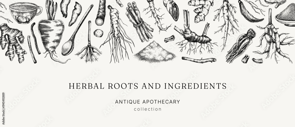 Fototapeta premium Medicinal roots banner design. Herbal ingredients hand drawn vector illustration. Vintage apothecary background. NOT AI generated