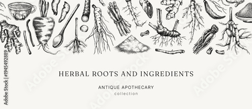 Medicinal roots banner design. Herbal ingredients hand drawn vector illustration. Vintage apothecary background. NOT AI generated