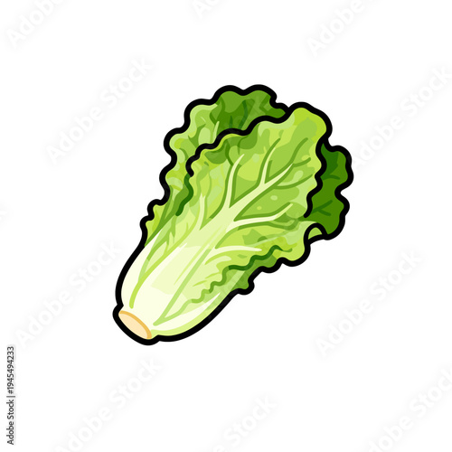 [Vector EPS]Fresh green leafy vegetable known as lettuce for healthy eating