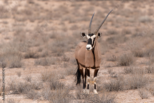 Oryx, African oryx, or gemsbok (Oryx gazella) in the Kalahari desert. This oryx is searching for water and food in the red dunes and dry riverbeds of the Kgalagadi Transfrontier Park in South Africa