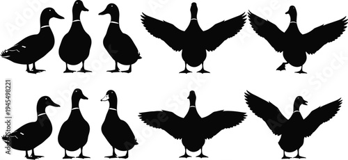 Duck silhouette collection, bird posture outline, wing spread figure design, standing animal icon, waterfowl illustration motif, avian nature art