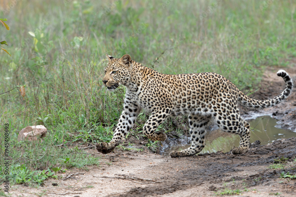 Obraz premium Leopard cub on the move. This Leopard cub was following his mother in Sabi Sands Game Reserve in the greater Kruger region in South Africa