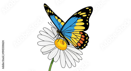Blue and yellow butterfly resting on a white daisy flower with a yellow center, isolated white background.