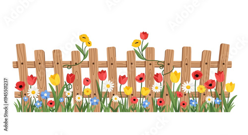 Classic Wooden Picket Fence with Vibrant Spring Flowers and Green Grass, isolated white background.
