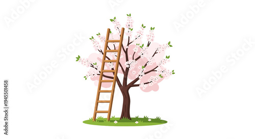 Lush pink cherry blossom tree with a sturdy wooden ladder on green grass, isolated white background.