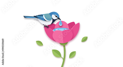Adorable blue tit bird gently drinking water from a dewdrop on a vibrant pink tulip with green leaves, on an isolated white background.