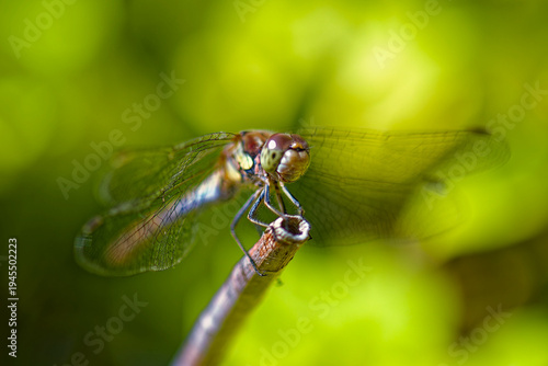 Photos A close up of a dragonfly perched in the garden in summertime.