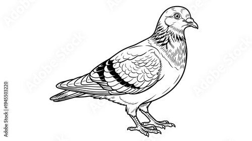 Detailed drawing of a pigeon bird.